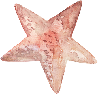 Watercolor Starfish Illustration